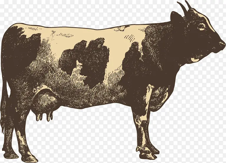 奶牛手绘素描