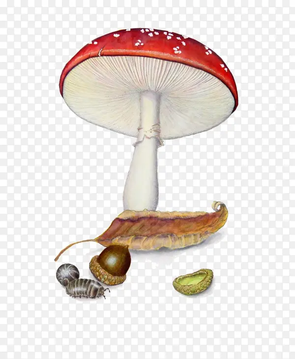 森林植物蘑菇