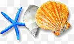 海星扇贝螺海风吹