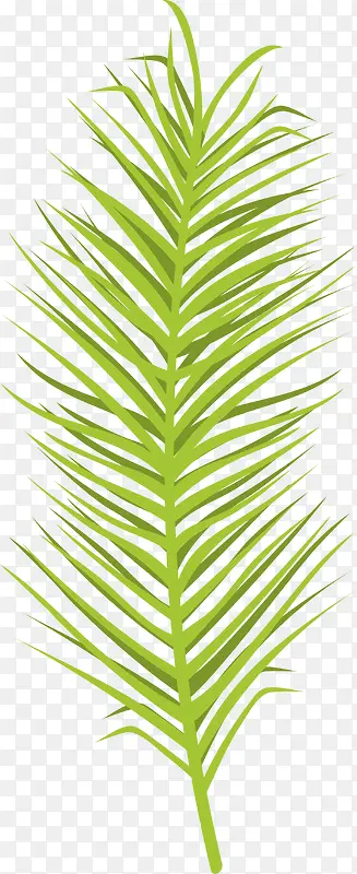 热带植物棕榈叶矢量图