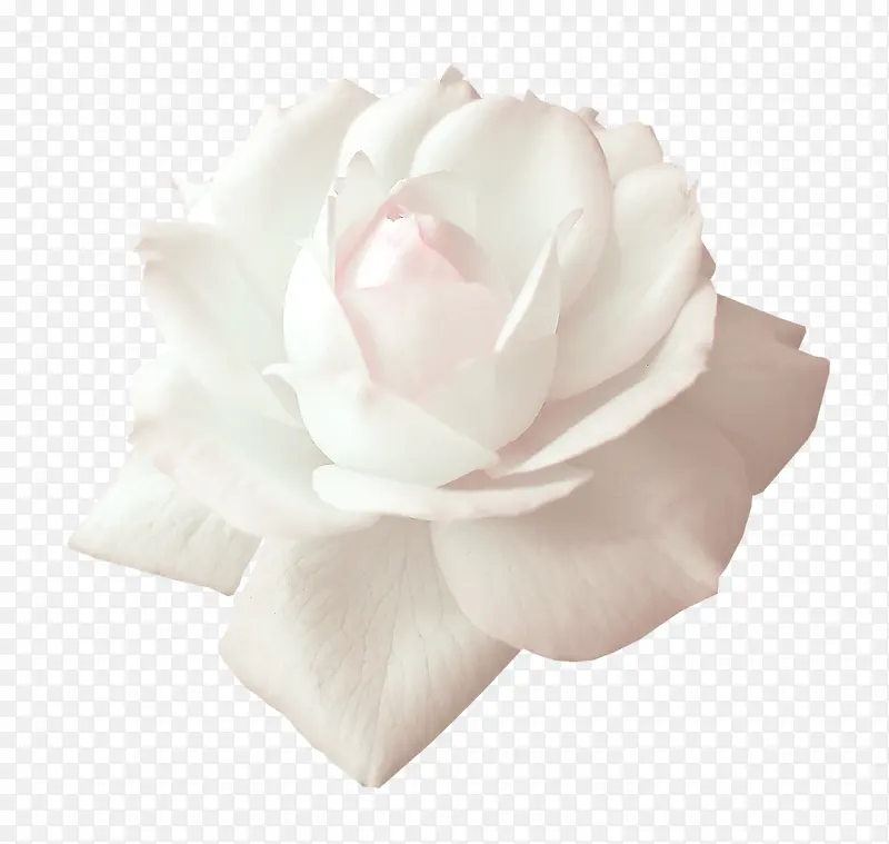 白色玫瑰花装饰素材