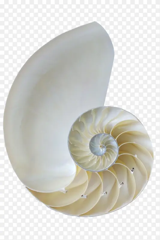 白色海螺贝壳