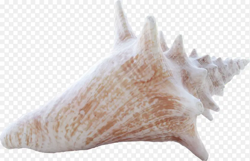 常见白色海螺