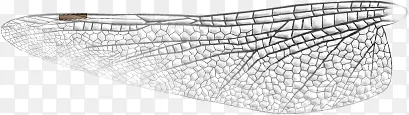 手绘黑白水墨蜻蜓翅膀