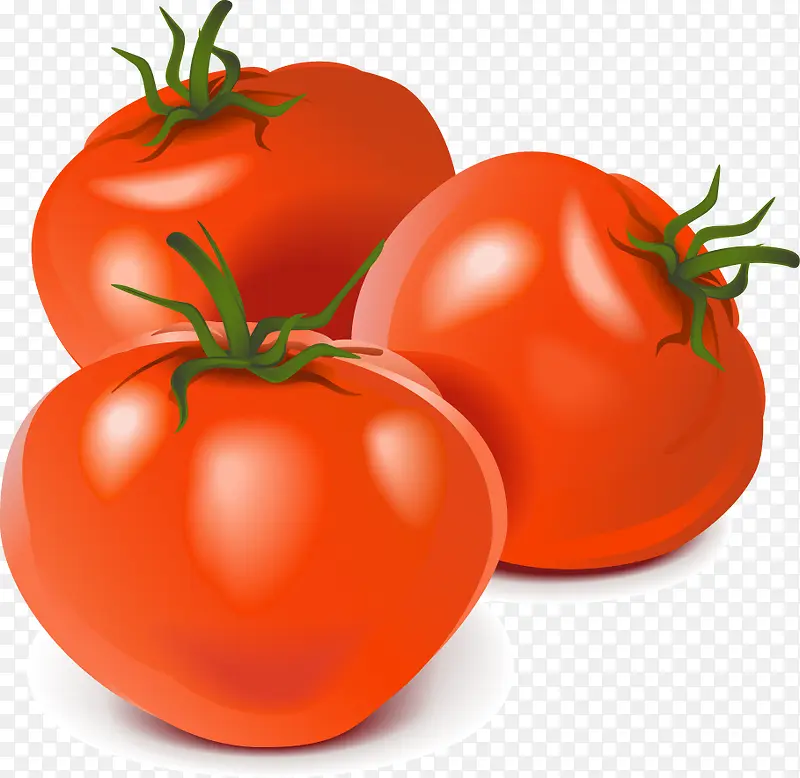 矢量写实蔬菜番茄