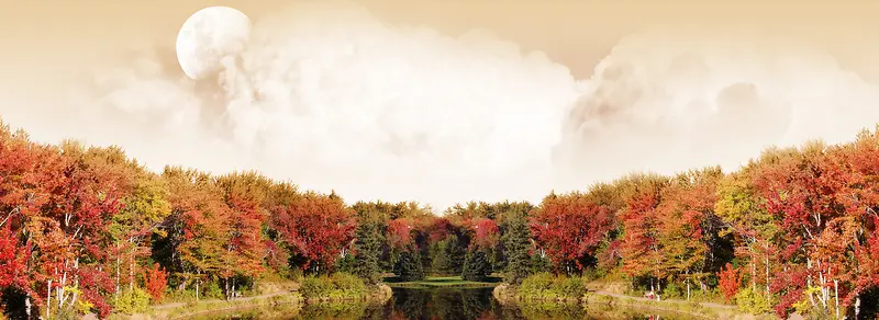 秋季枫林背景
