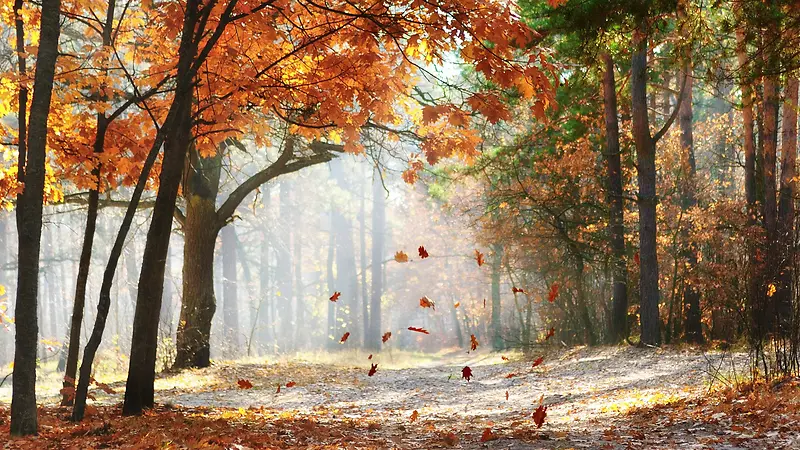 秋天枫林树叶高清素材