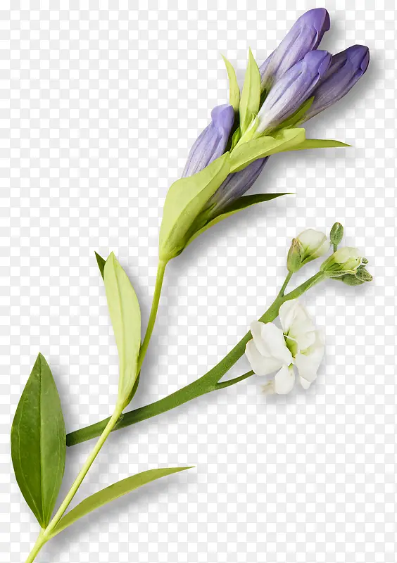 手绘装饰鲜花素材