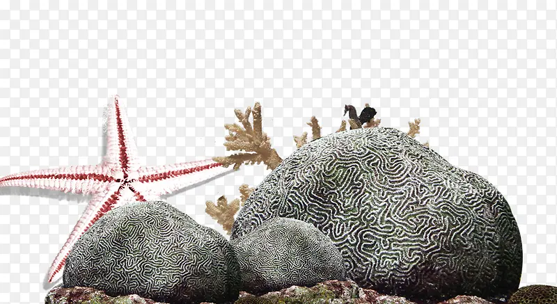 礁石珊瑚海星免抠素材