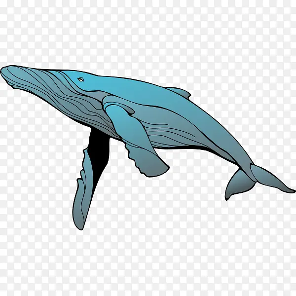 卡通一只蓝色的座头鲸插画生物免