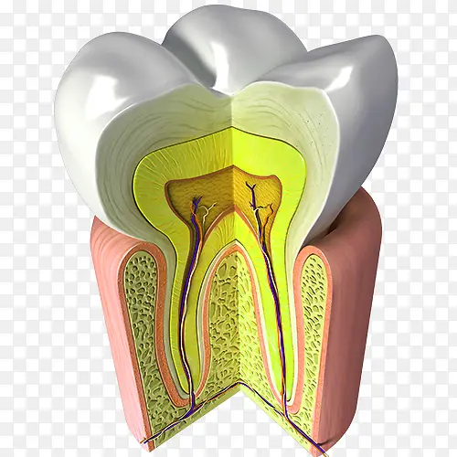 牙齿健康解剖图