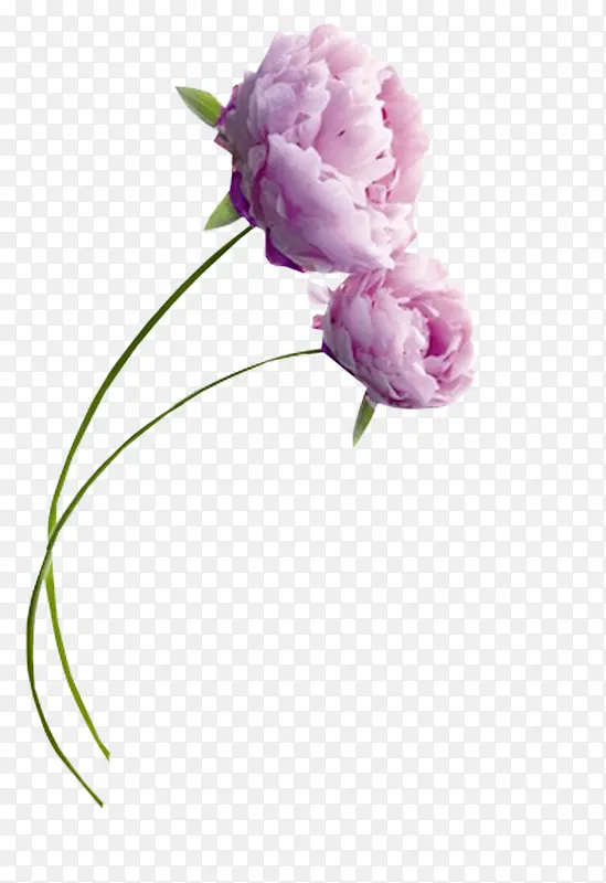 紫色绽放小花