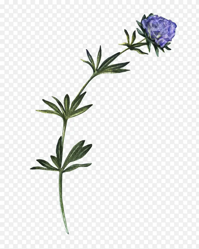 紫色的花