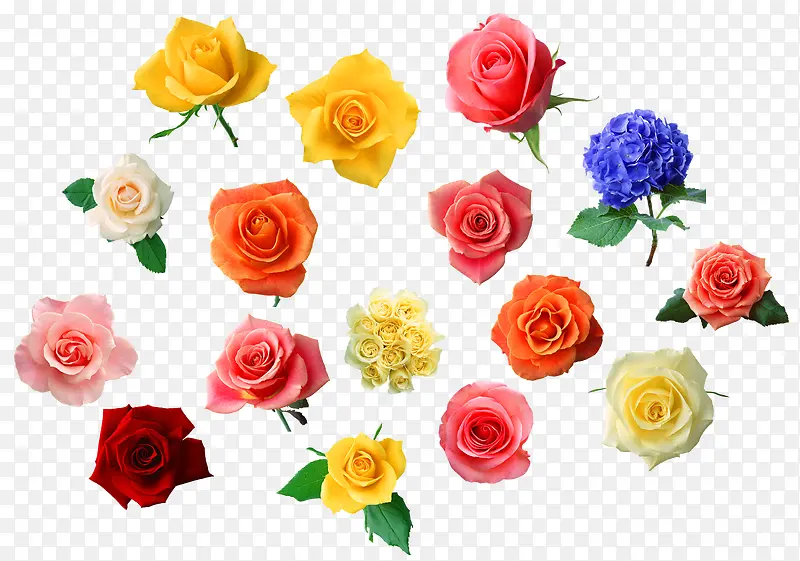 各种颜色的玫瑰花png素材