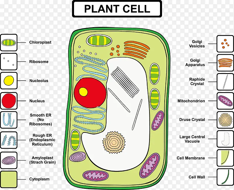 植物细胞结构分析