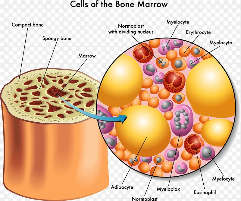 人体骨骼细胞分析示意图