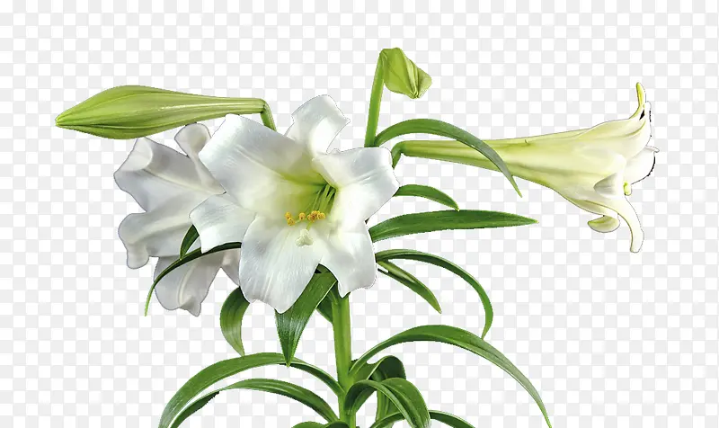 白色圣洁百合花