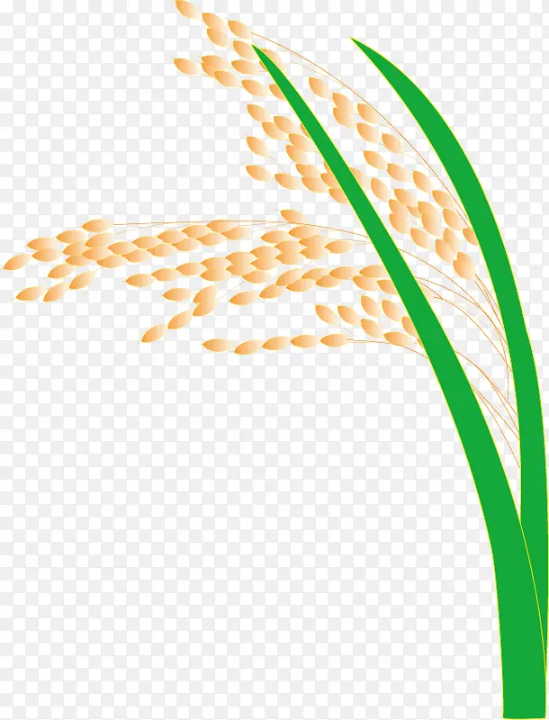 稻谷 大米 稻穗 禾稻