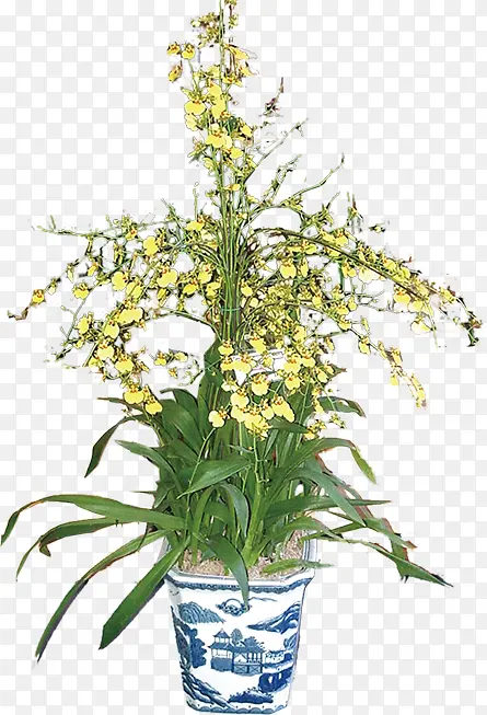 蓝白瓷盆黄花植物插画素材PNG图片素材下载_图片编号qolawzzj-免抠素材网