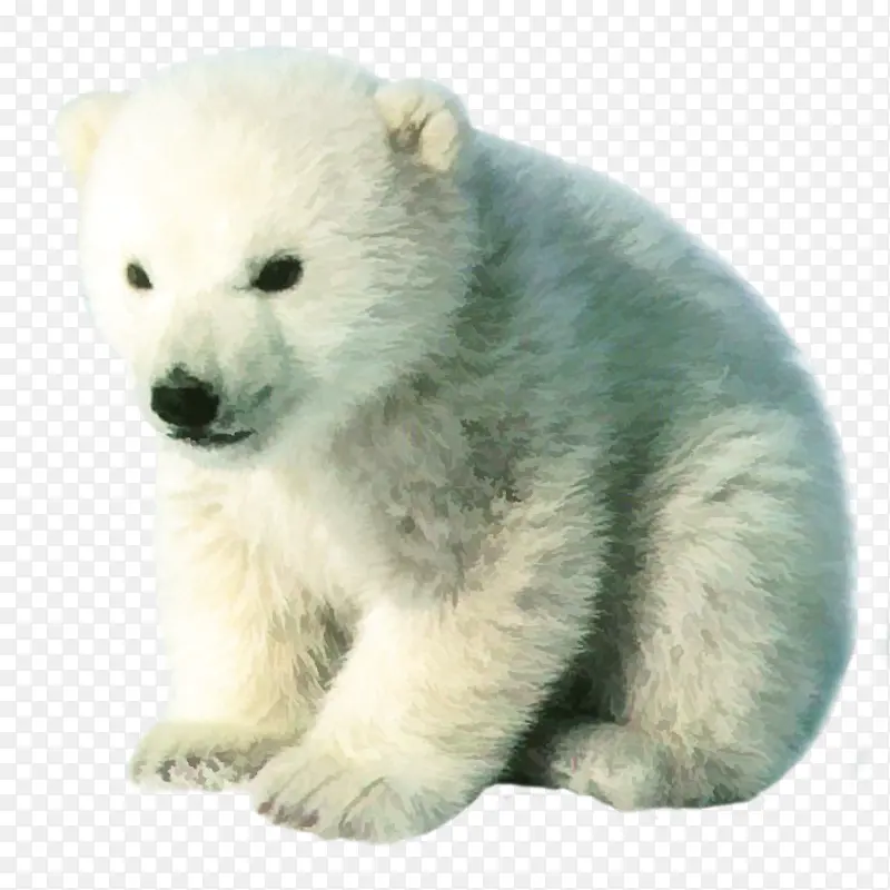 实物北极熊白熊可爱免抠图