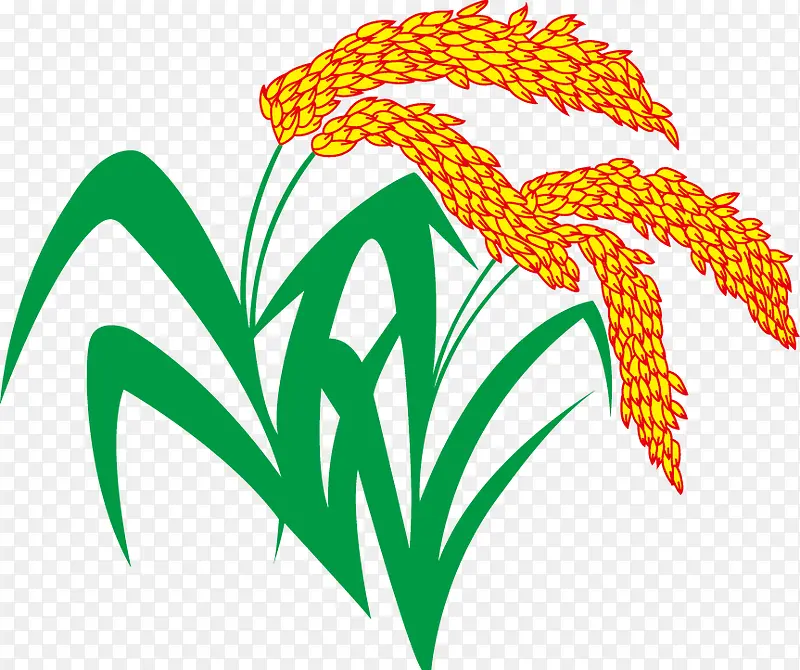 稻谷 稻米 稻穗 禾稻 大米