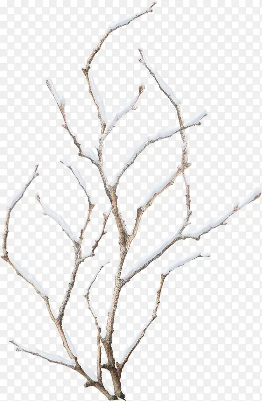 雪花树枝