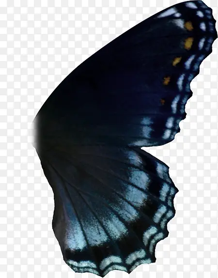 蝴蝶翅膀