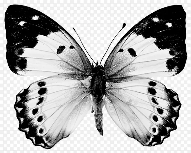 黑白色蝴蝶