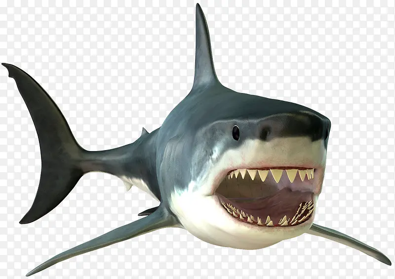 冷血动物大白鲨