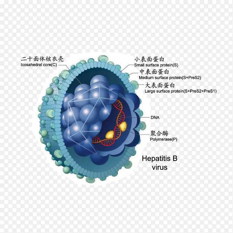 乙肝病毒模型图