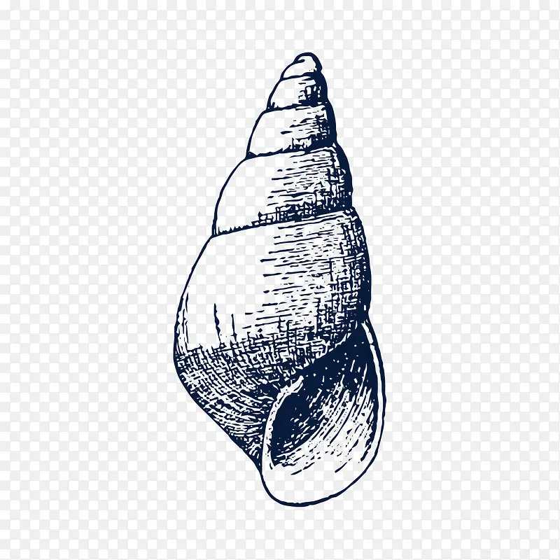 手绘黑色海螺素描