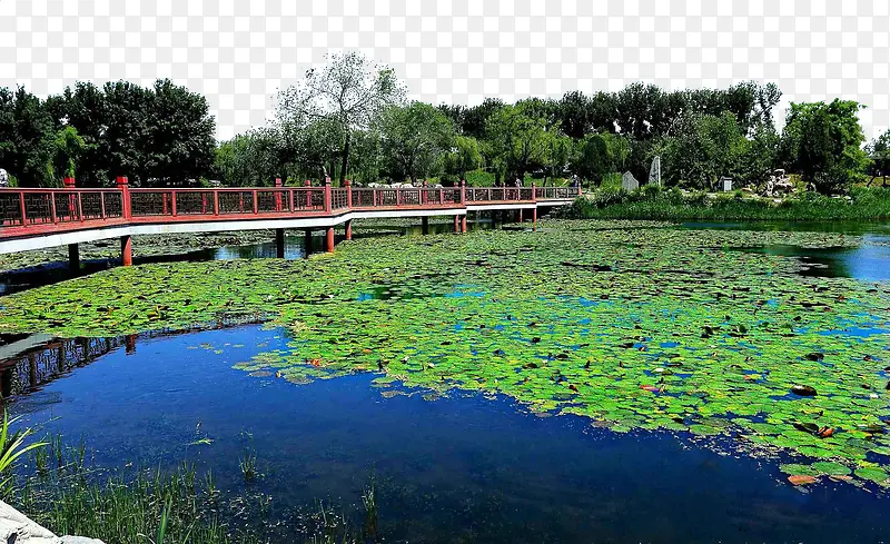 圆明园夏日小景