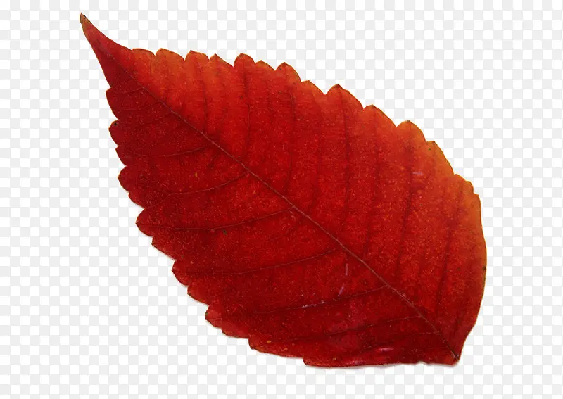 秋叶 树叶 火红色的叶子