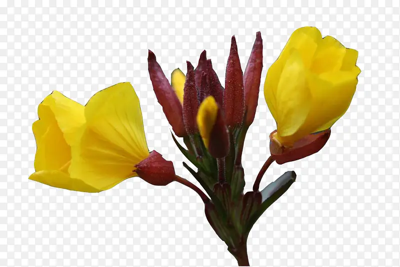月见草与花苞图片素材