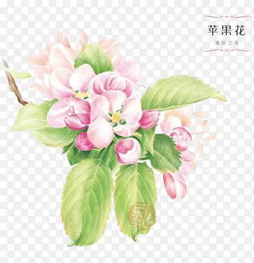 粉色月见草