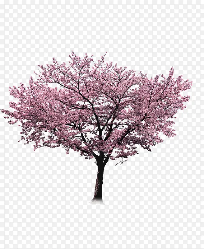 免扣素材——樱花