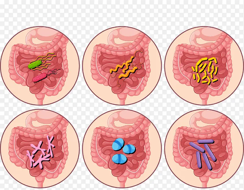 人类肠胃消化系统