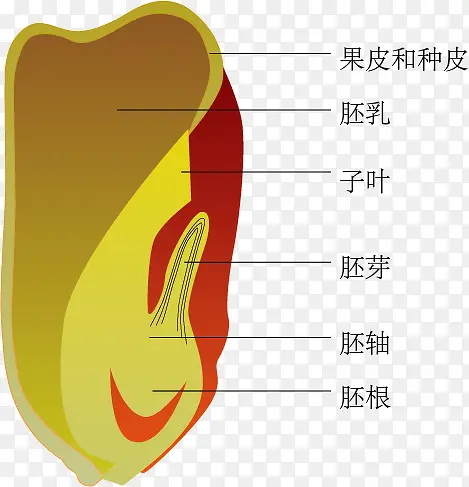 玉米种子剖面