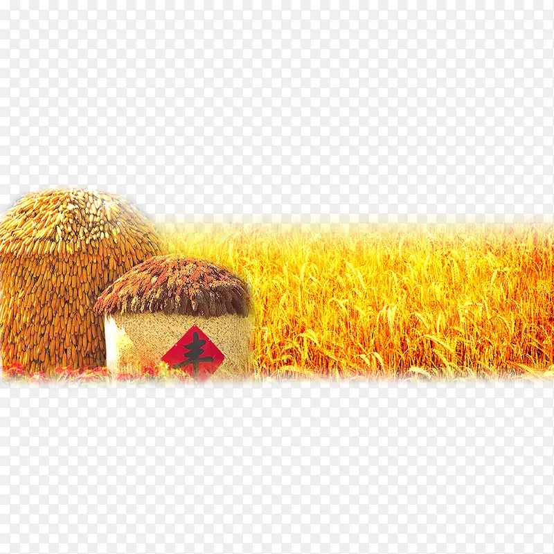 小麦玉米丰收