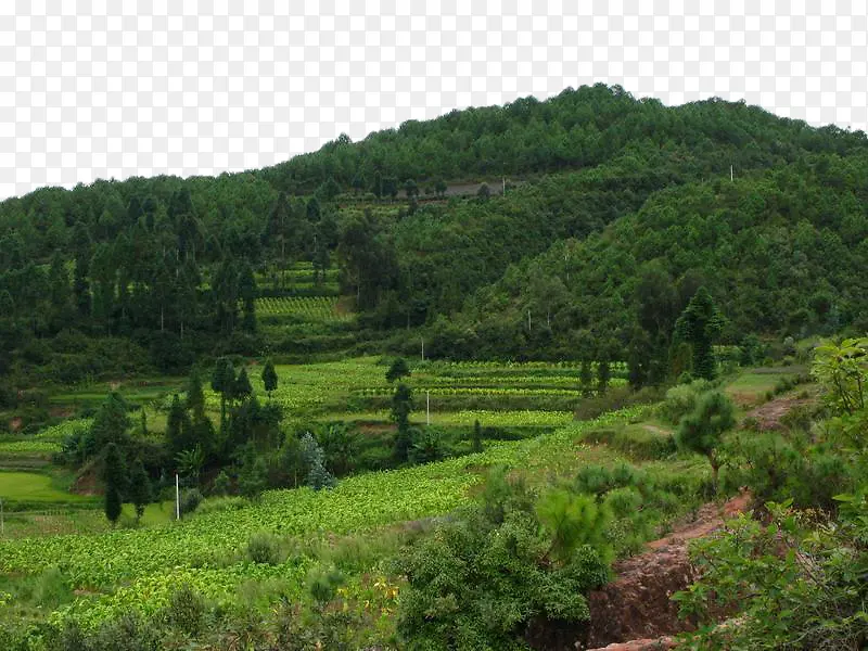 绿色的自然美景