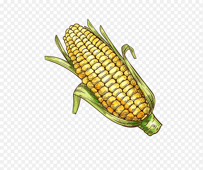 矢量卡通手绘成熟的玉米png