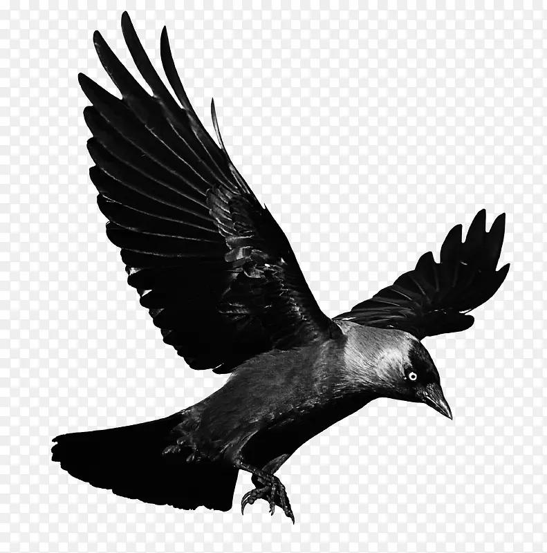 展翅的黑鹰免抠图