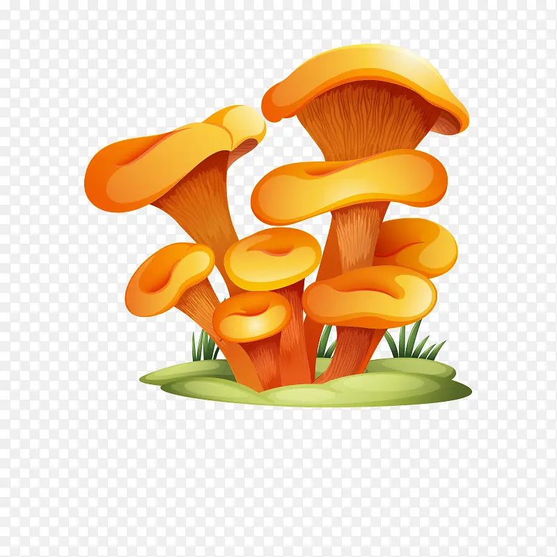 蘑菇 菌类
