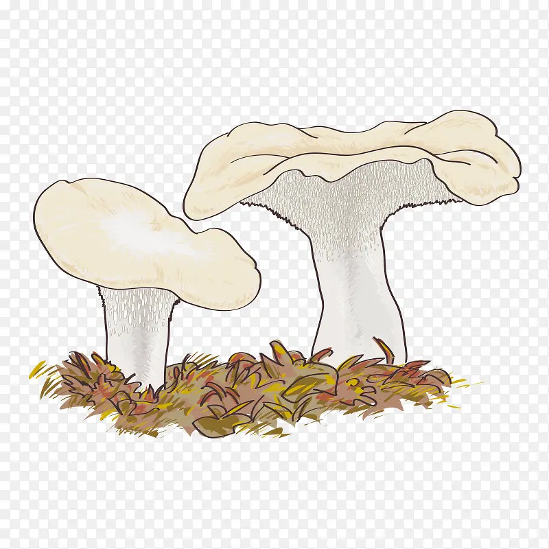 蘑菇 菌类 菇类