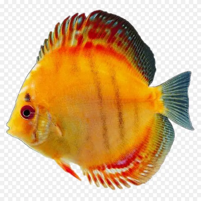 金色热带鱼