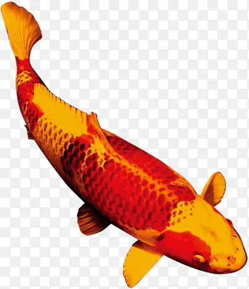 金色斑纹红色鲤鱼中秋