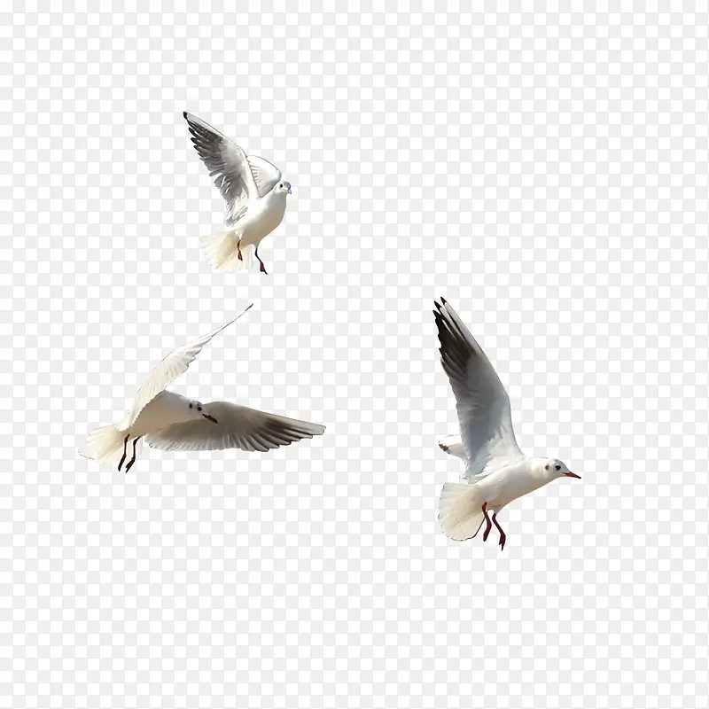 三只白色鸟图案