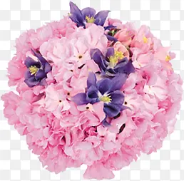 粉色鲜花花球花朵花束