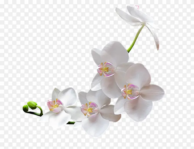 夹竹桃白色花朵花枝