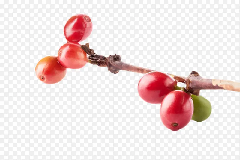 一串红色成熟的咖啡果实物